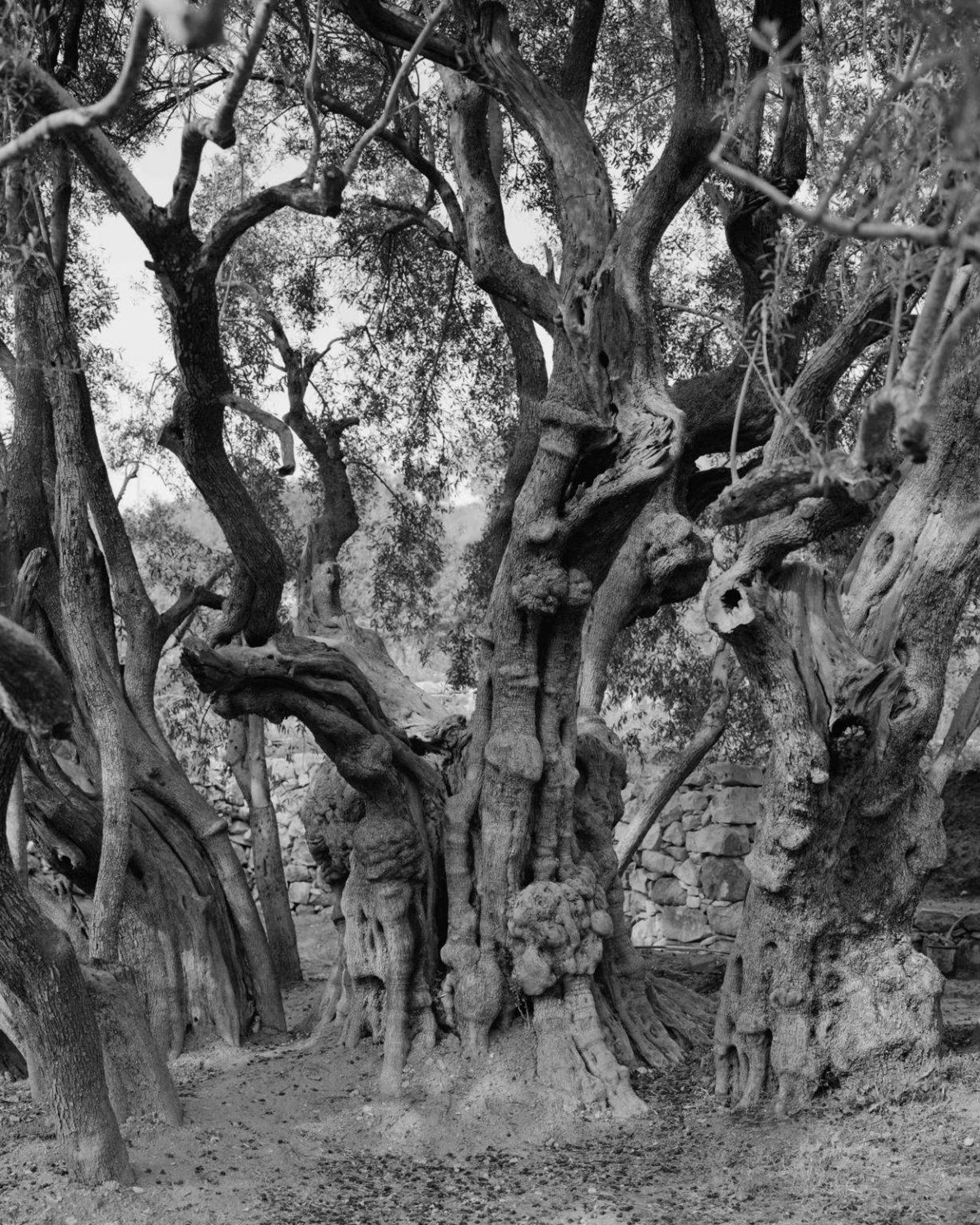 Black and white photo of an old, tall olive tree trunk.