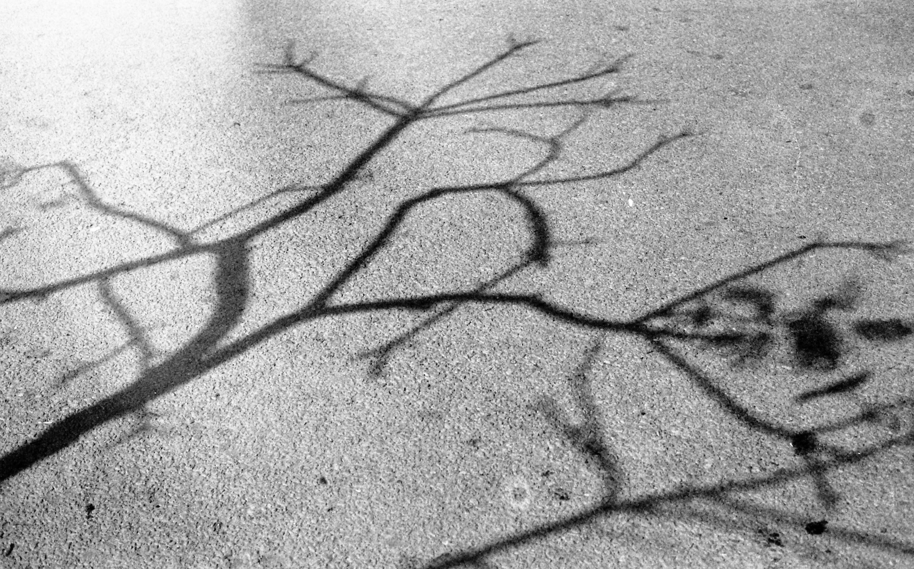 The shadow of a leafless tree's branches cast upon gray ground.