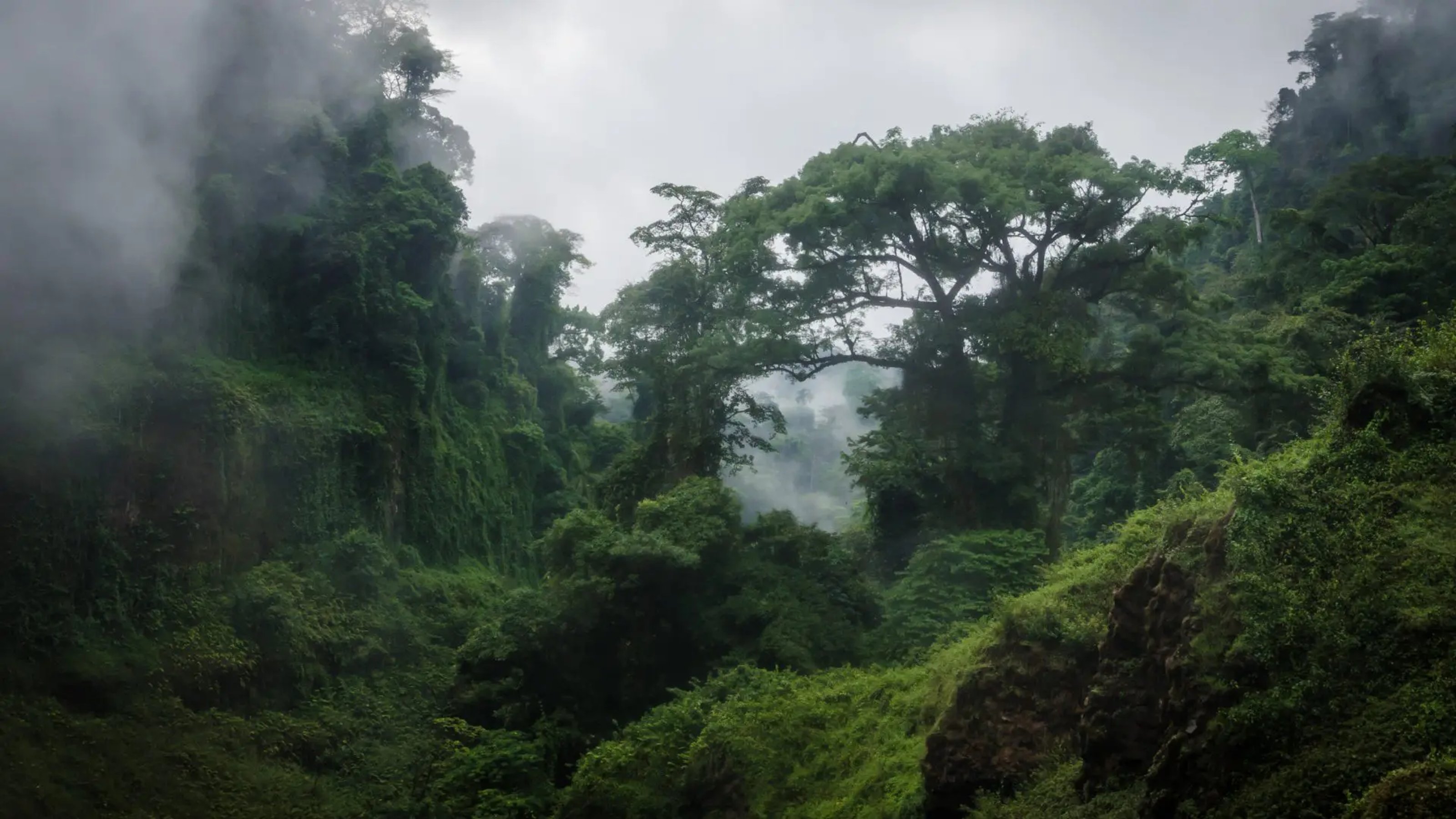 Dark green, densely wooded, foggy Congo Rainforest.
