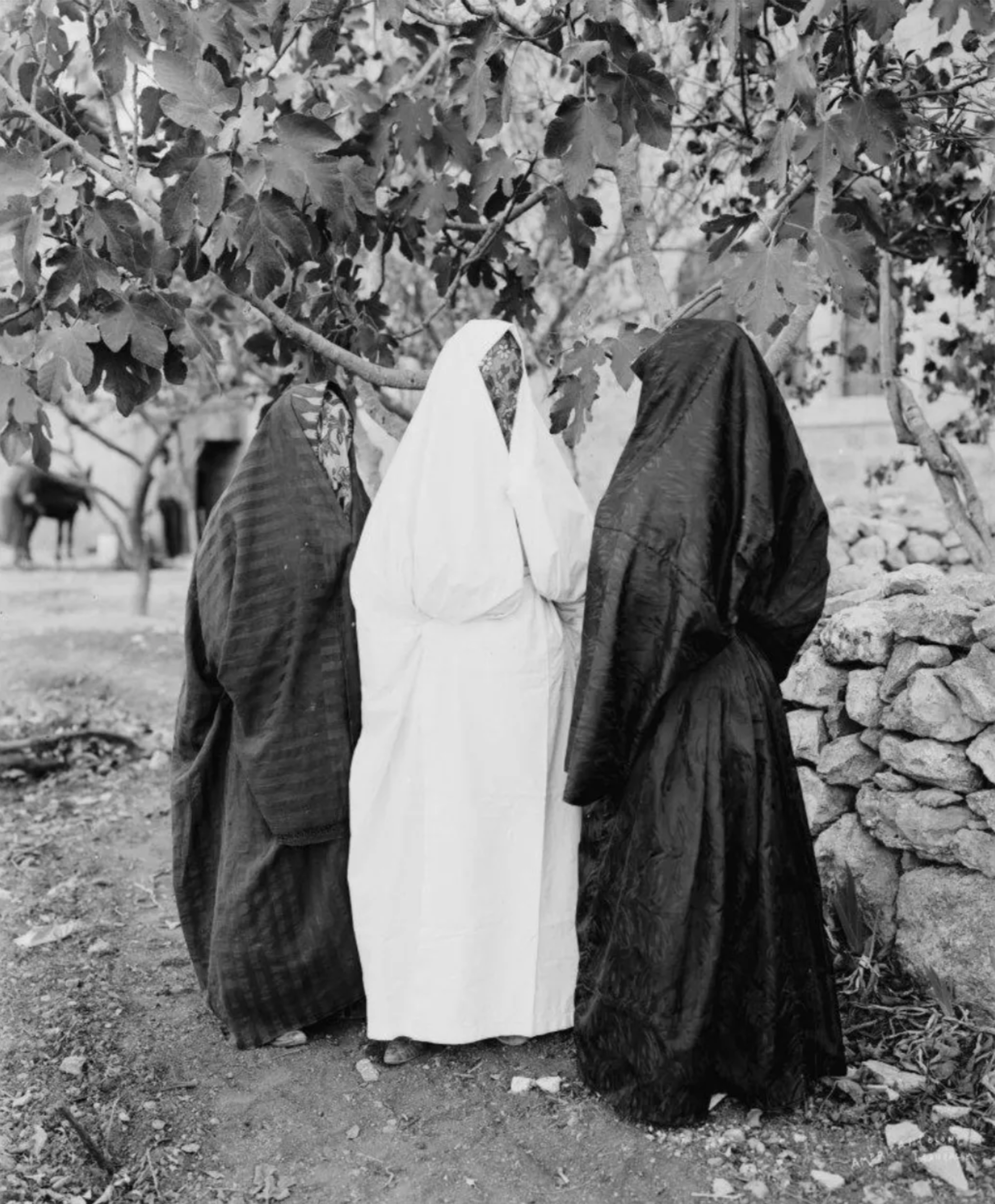 Historical black and white photograph of Palestinian women under a fig tree.