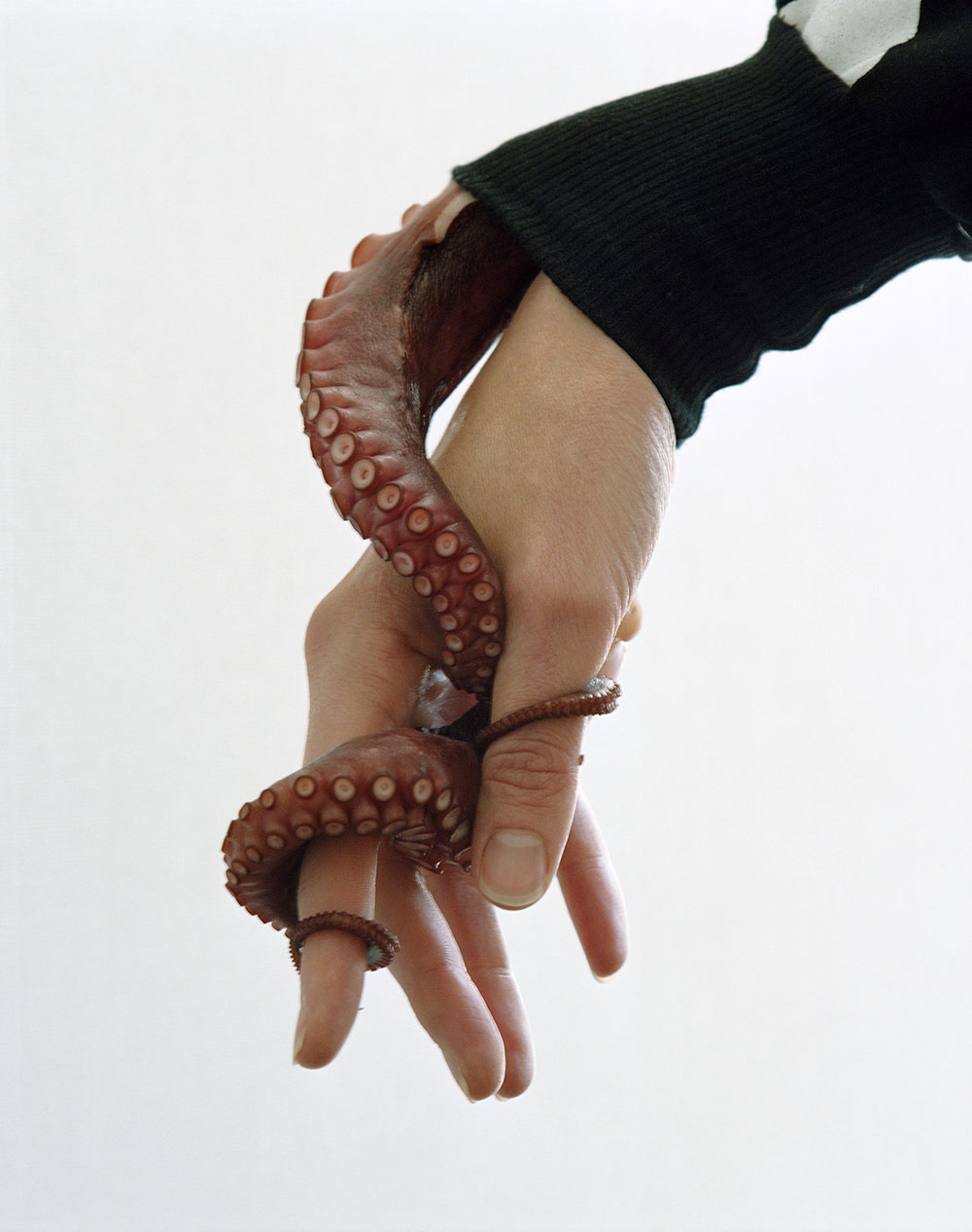 Octopus arm coming out of a person's sleeve, the octopus is wrapped around the person's finger