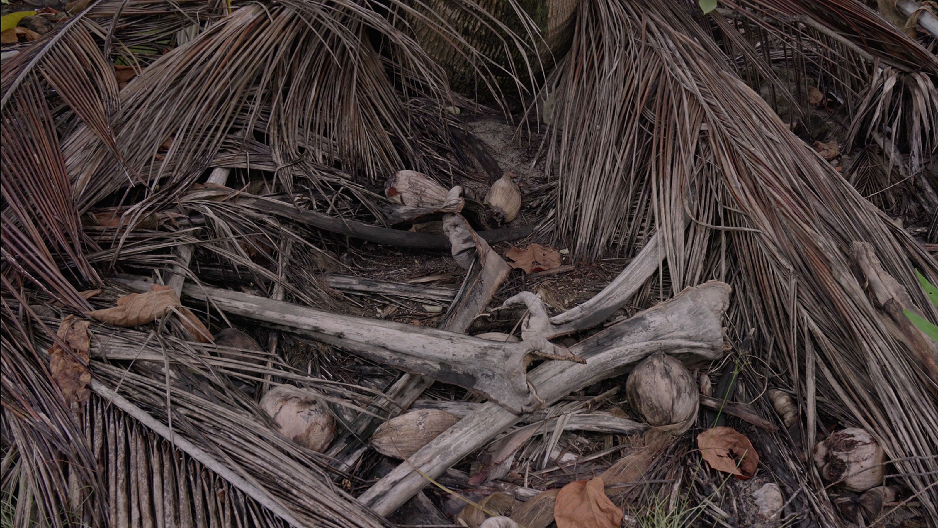 Dry palm leaves and bones