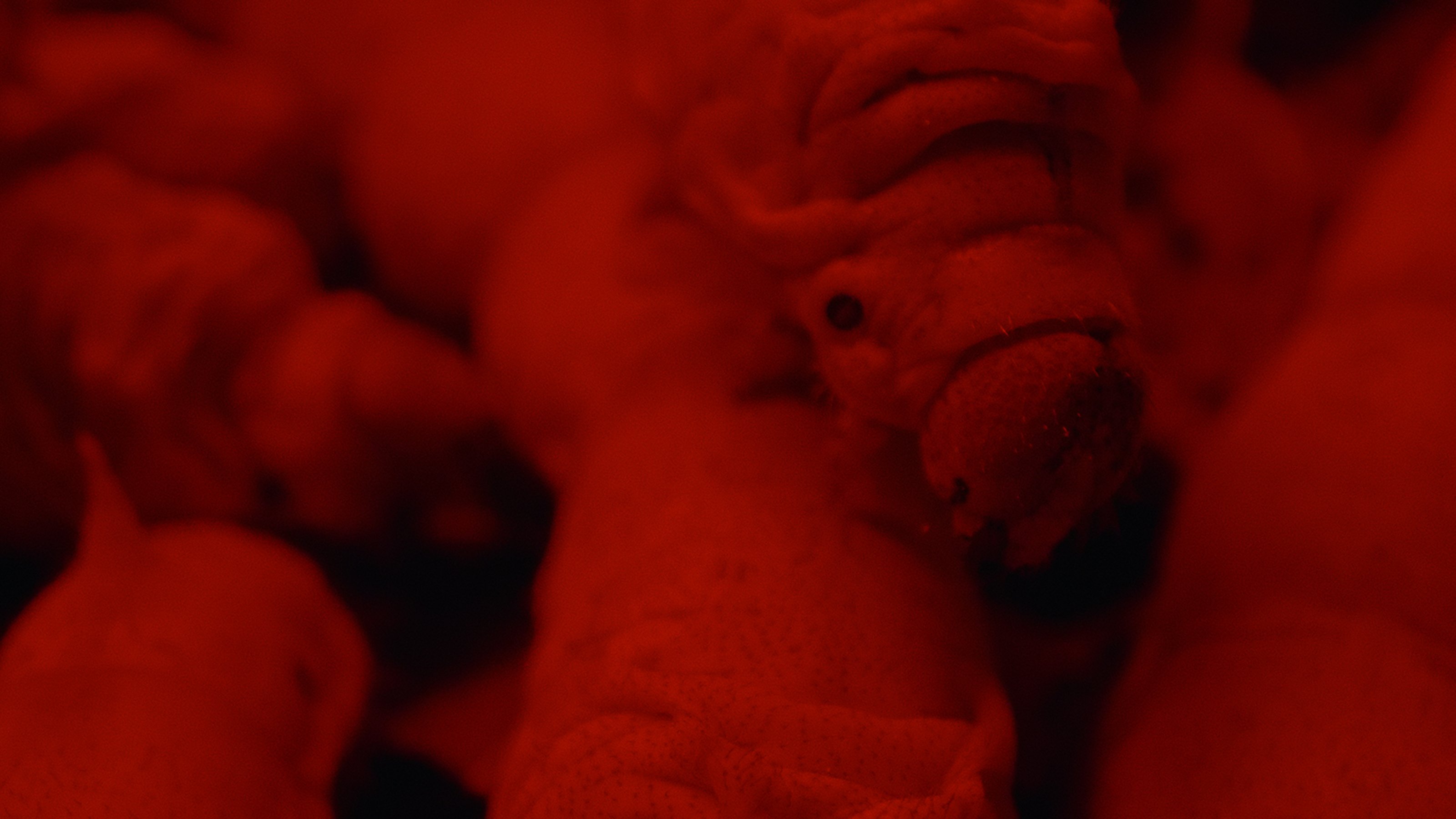 A silkworm under red light