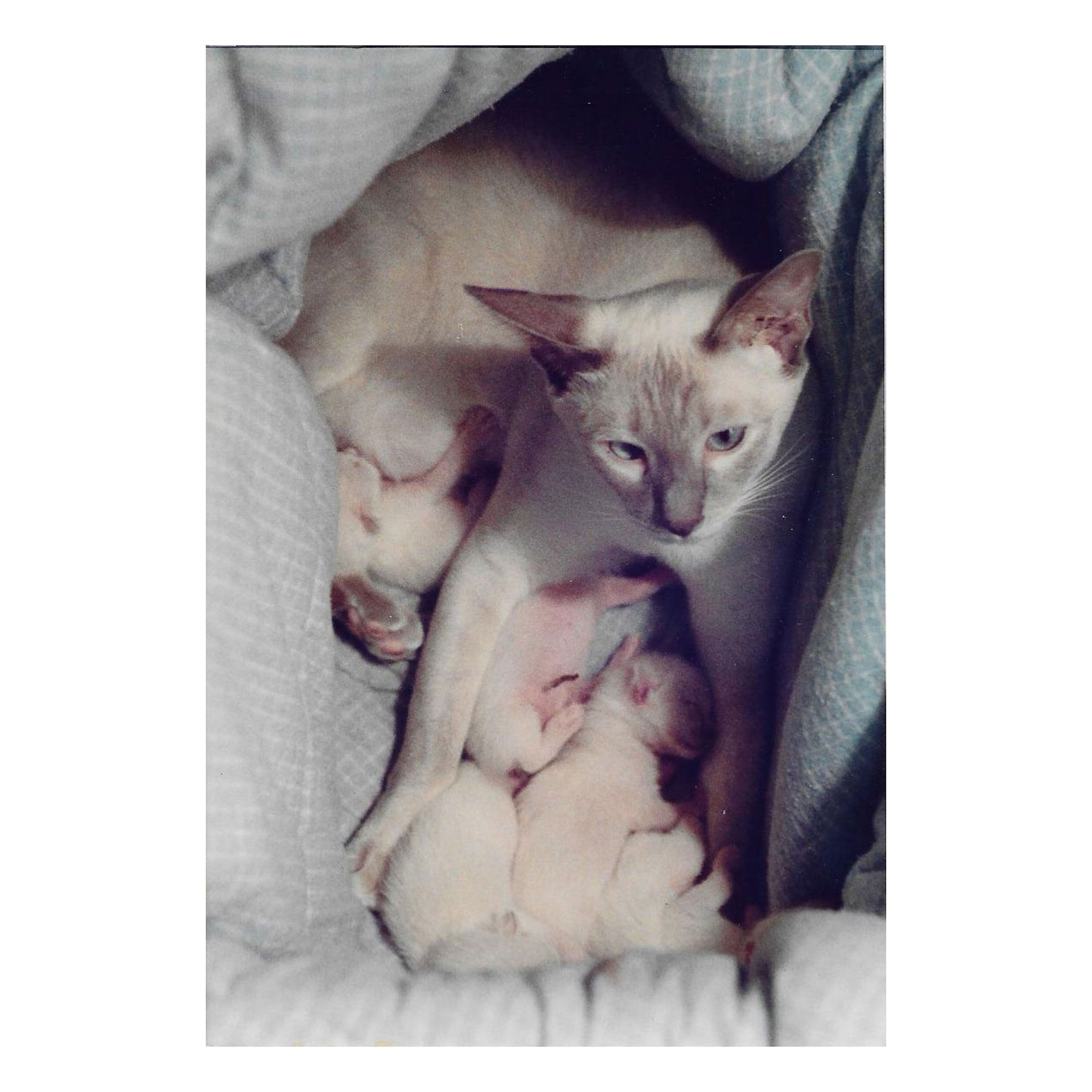 Félix González-Torres' Siamese cat with its babies.