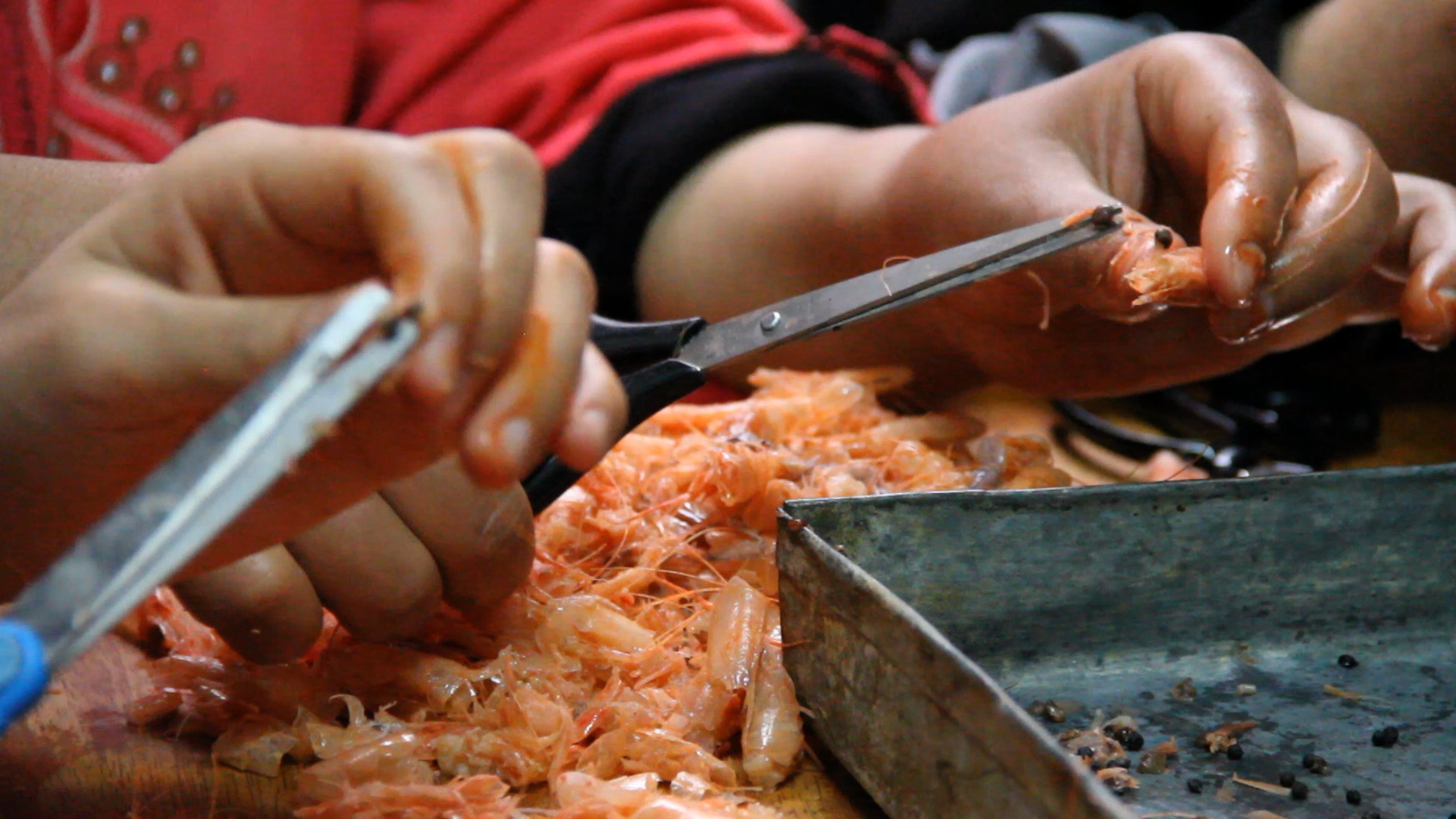 Worker plucking eyes from shrimp with scissors